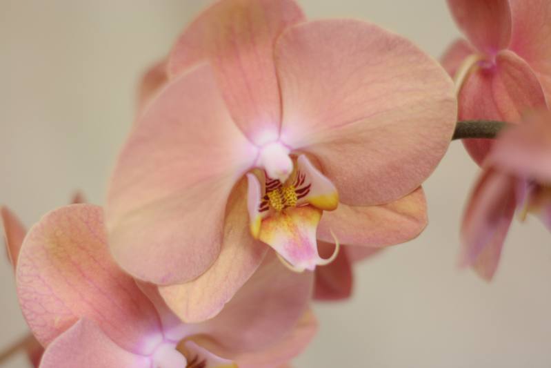 Orquídea. Rita Villar