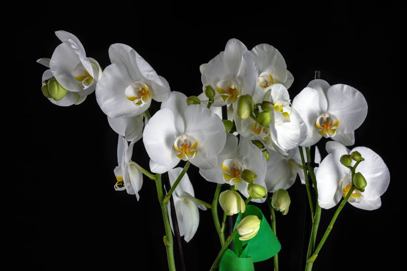 Orquídea. Rita Villar