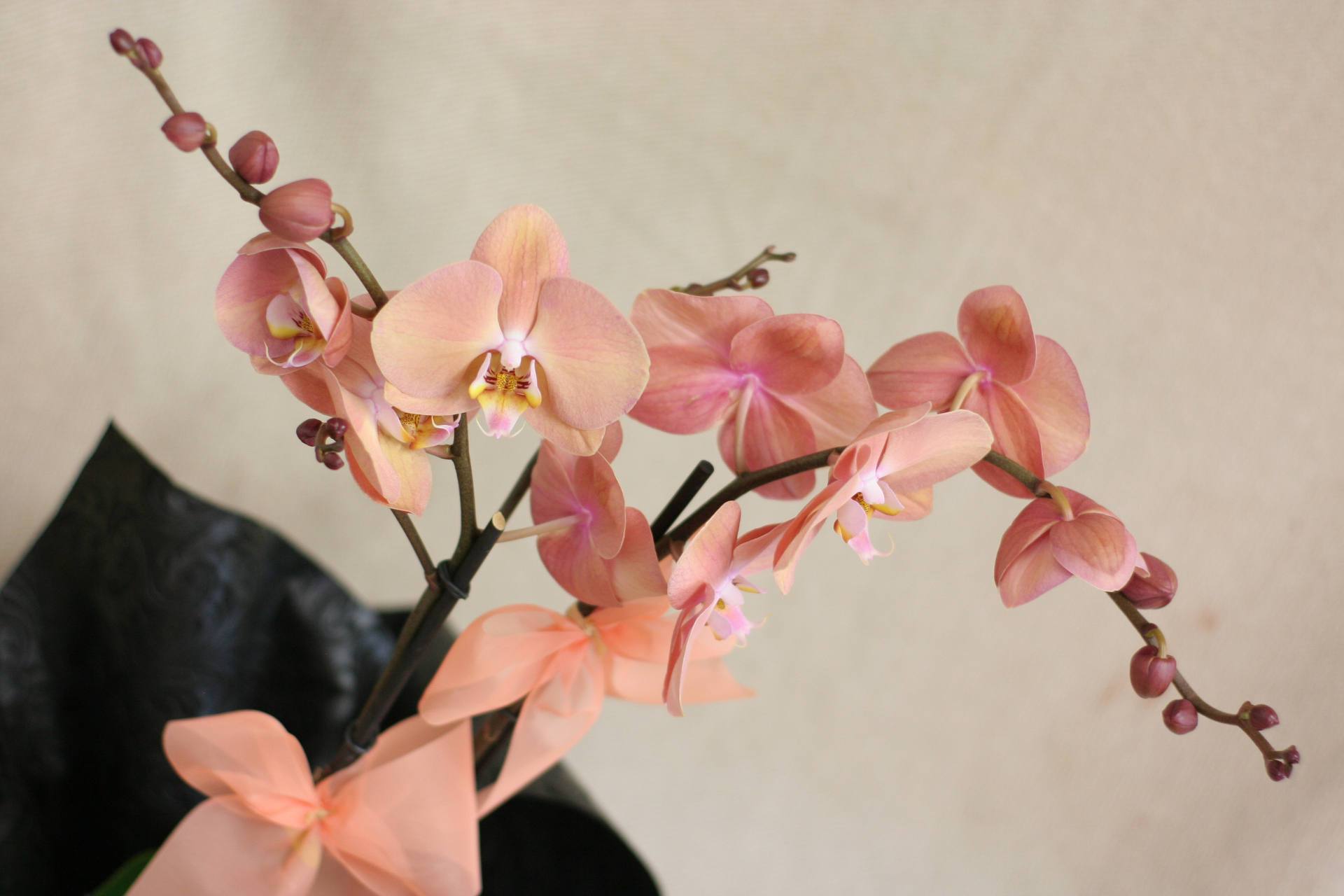 bella orquídea
